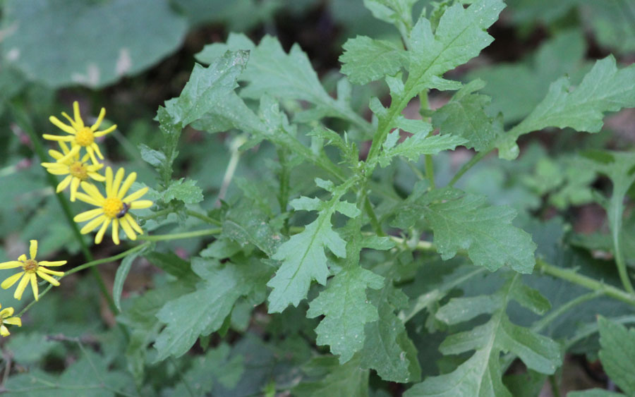 Senecio squalidus / Senecio squallido